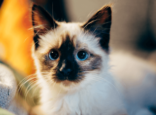 Breeder Ragdolls White cat