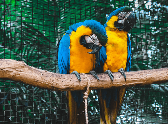 Macaw female with DNA